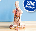 Mini Torso B22, 12-teilig - statt UVP 119.95 nur