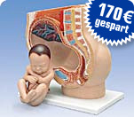 Schwangerschafts- becken L20, 3-teilig - statt UVP 369.95 nur